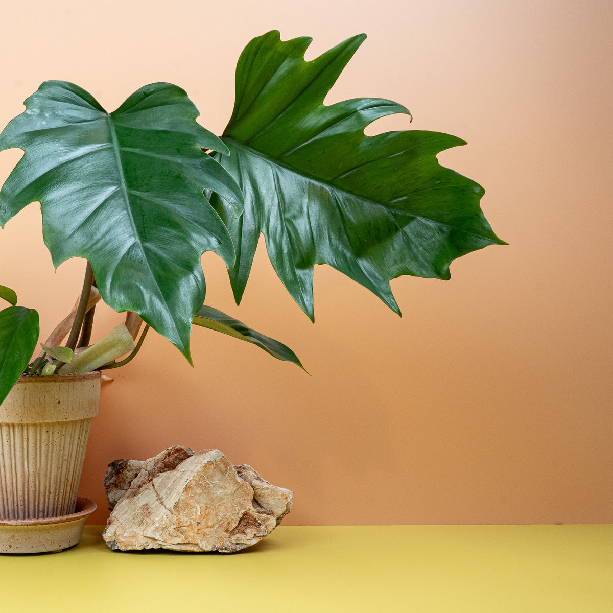 Philodendron Mayoi, ausgeprägte Blattform