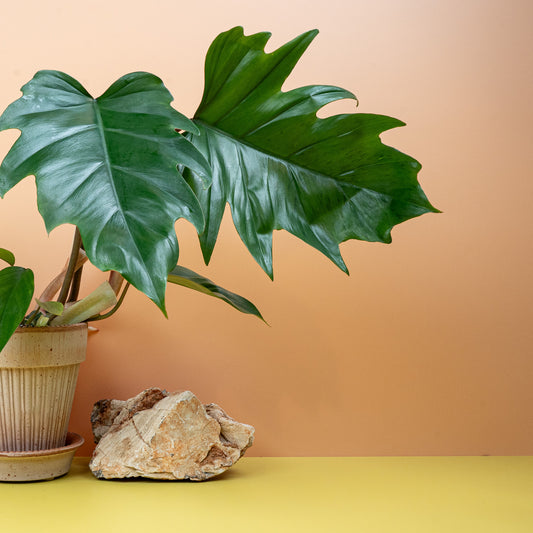 Philodendron Mayoi – seltene Zimmerpflanze mit markanten Einschnitten – potflourri