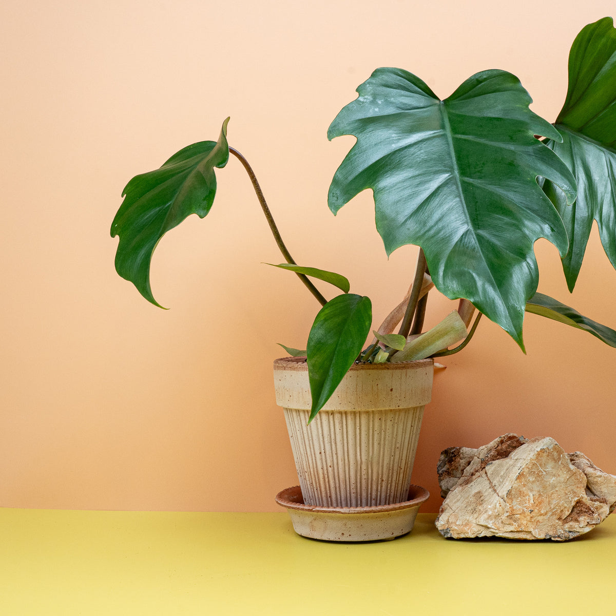Philodendron Mayoi – begehrte Rarität