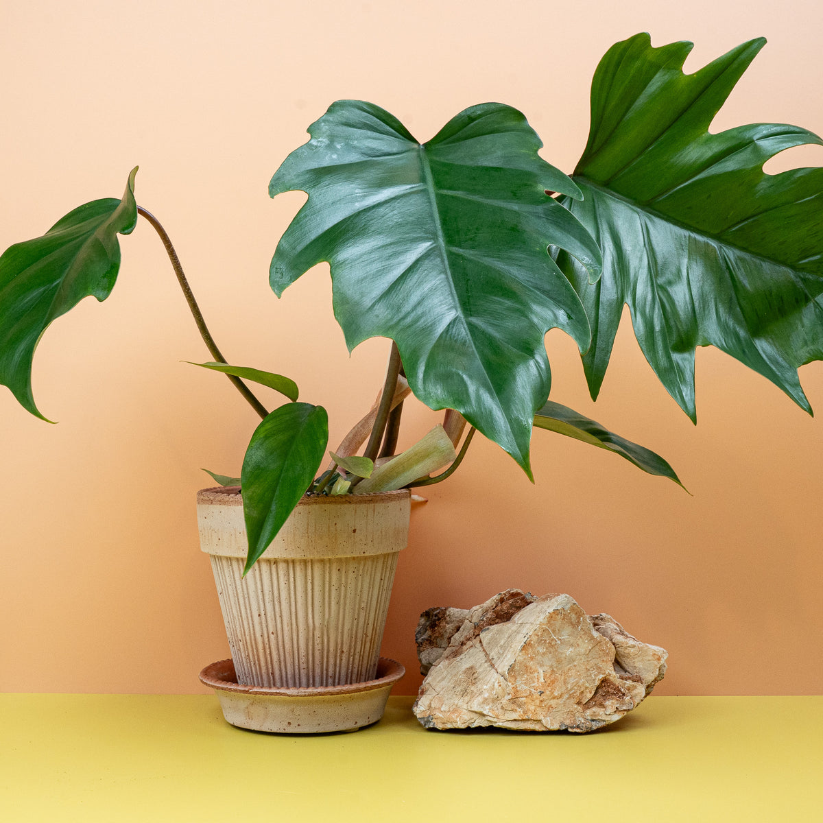 Philodendron Mayoi, rötlich getönter Blattstiel
