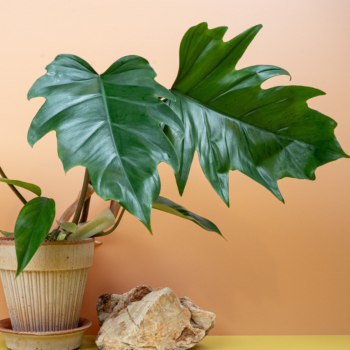 Philodendron mayoi, kletternder Wuchs mit Luftwurzeln