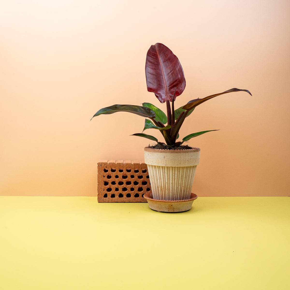 Philodendron McColleys Finale mit rötlichem Blattschimmer
