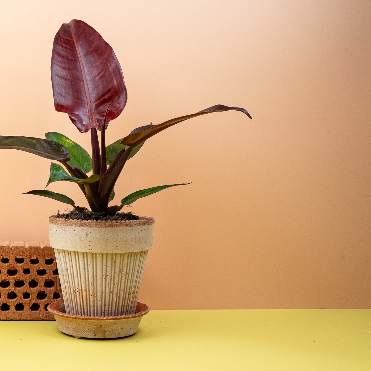 Philodendron McColleys Finale, reifes Blatt in Dunkelbraun