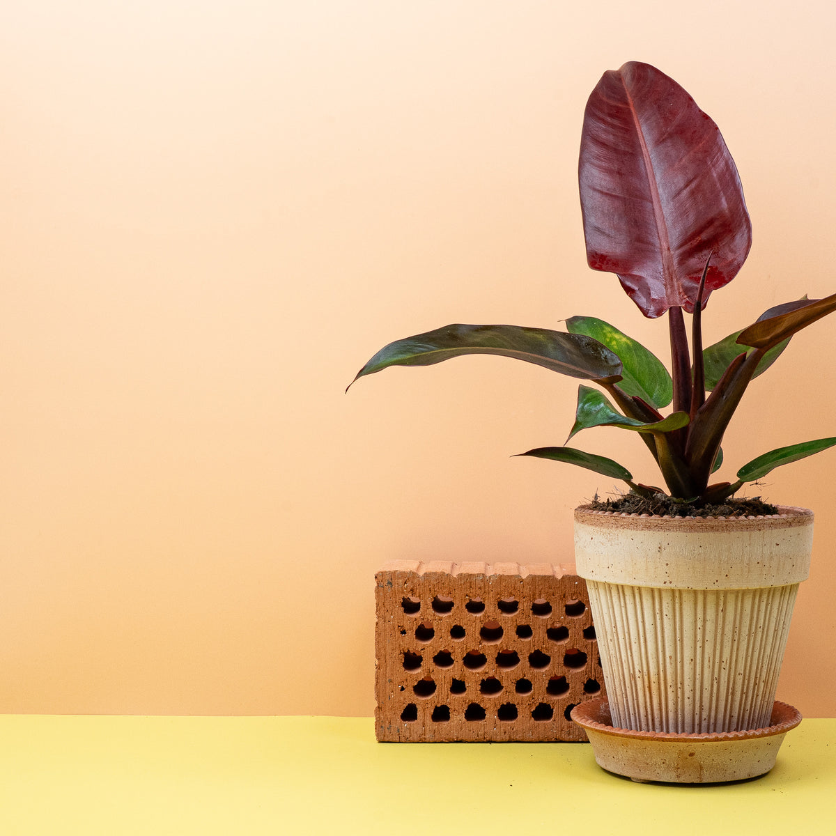 Philodendron McColleys Finale, farbenfrohes Blattwerk im Detail