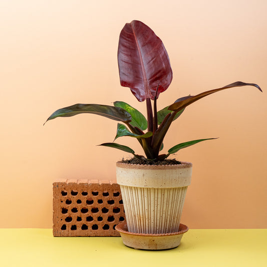 Philodendron McColleys Finale, kastanienbraune junge Blätter – potflourri