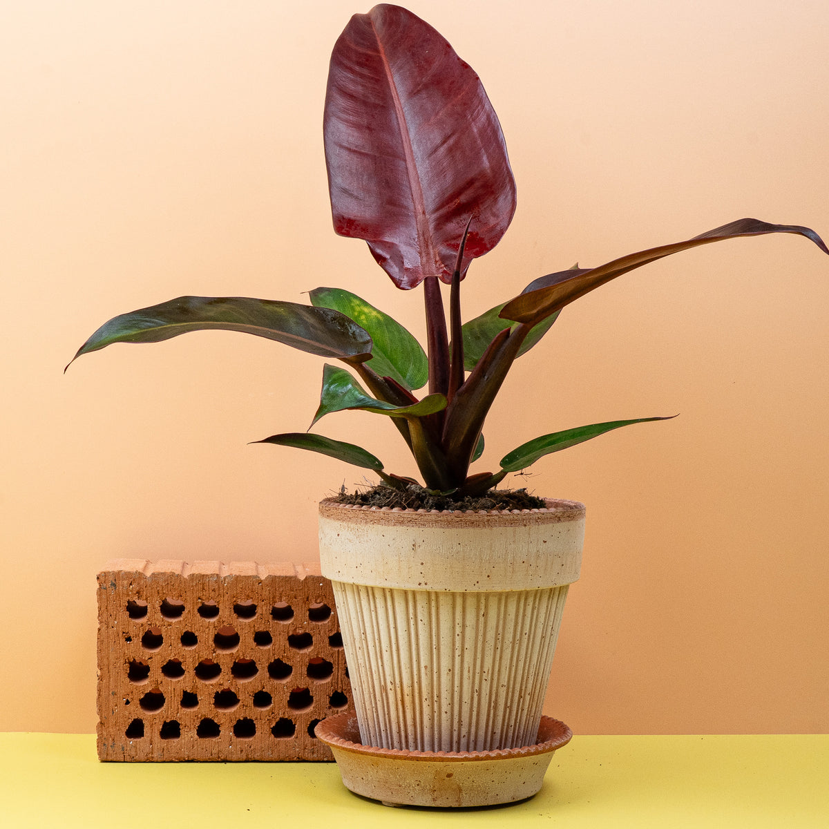 Philodendron McColleys Finale, Gesamtansicht der Pflanze