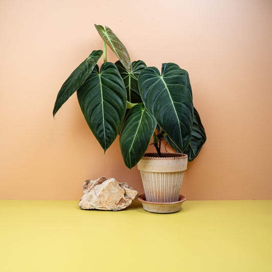 Philodendron Melanochrysum – Zimmerpflanze mit samtigen Blättern – potflourri