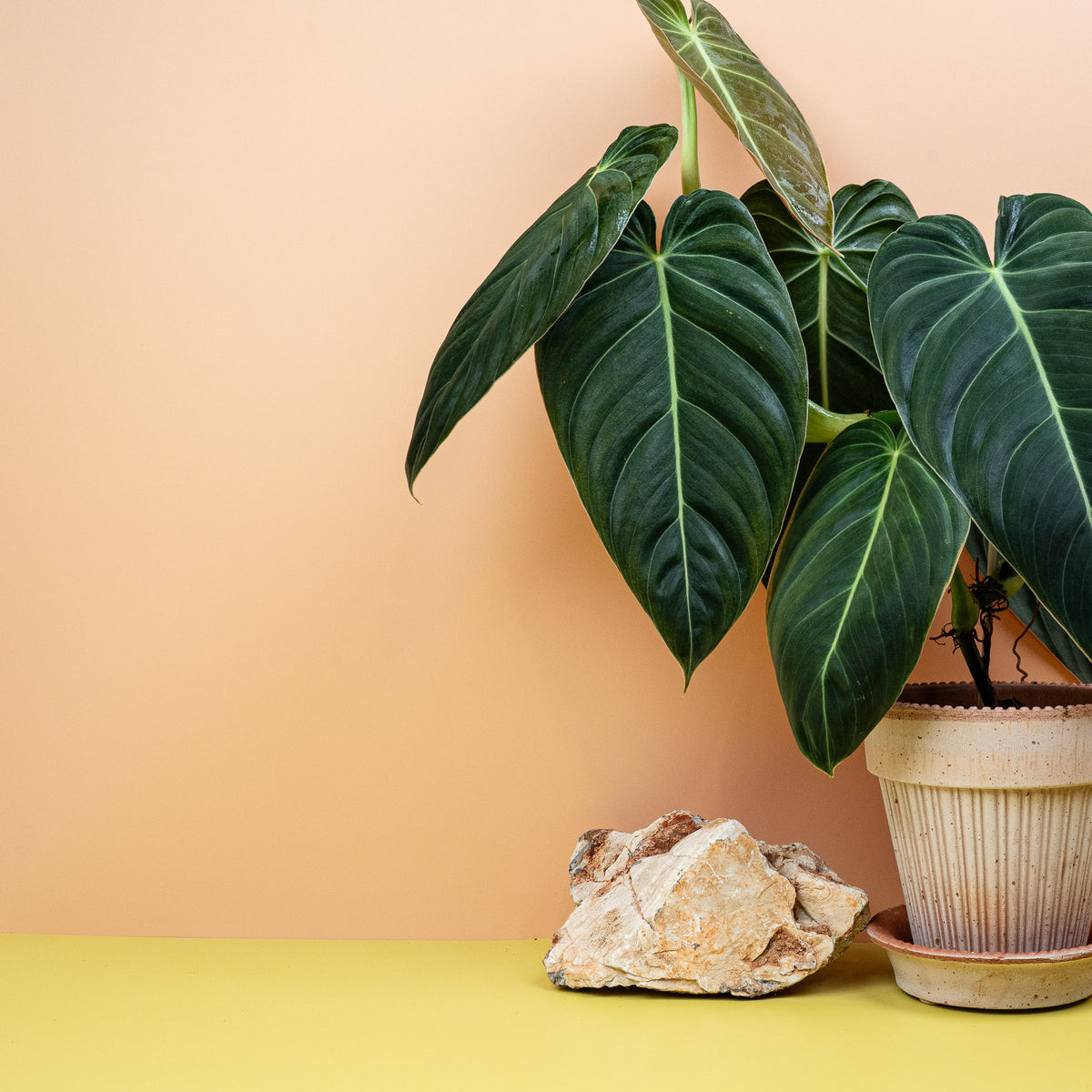 Philodendron Melanochrysum mit großen, herzförmigen Blättern