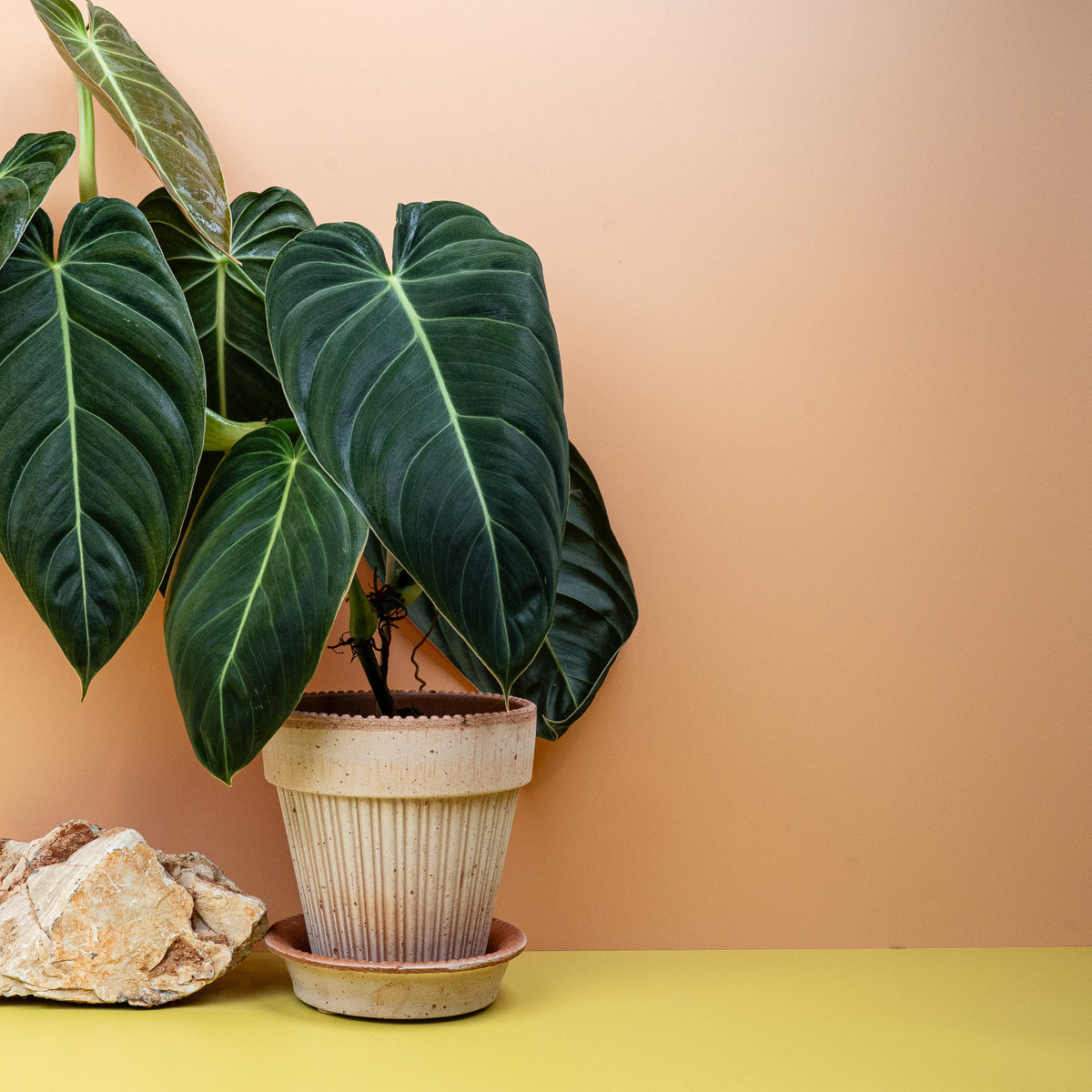 Philodendron Melanochrysum – tiefes, sattes Blattgrün