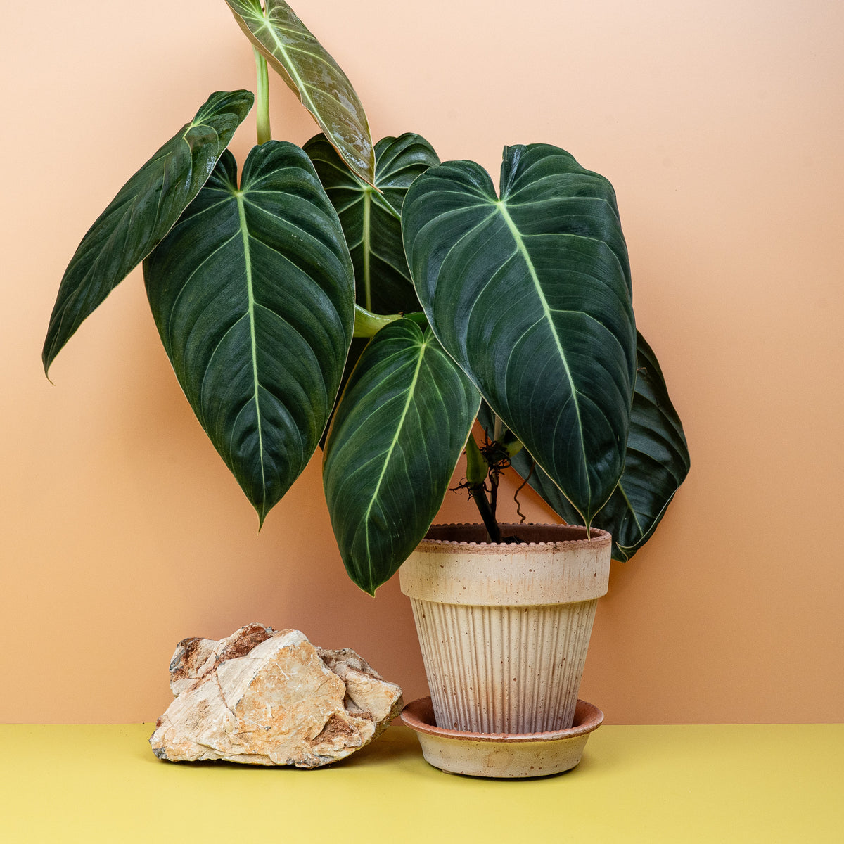 Samtige Blattstruktur bei Philodendron Melanochrysum