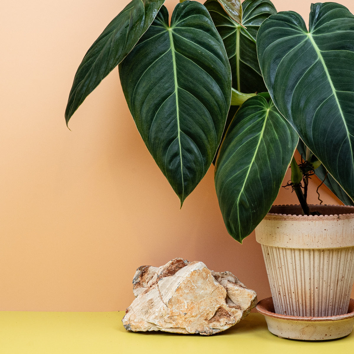 Philodendron Melanochrysum – tropische Zimmerpflanze mit Blickfang-Optik