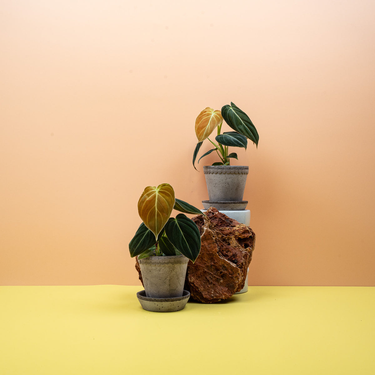 Philodendron Melanochrysum – markante Erscheinung