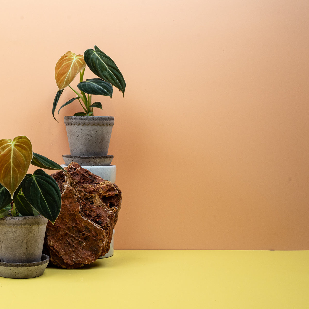 Philodendron Melanochrysum – länglich-herzförmiges Samtblatt