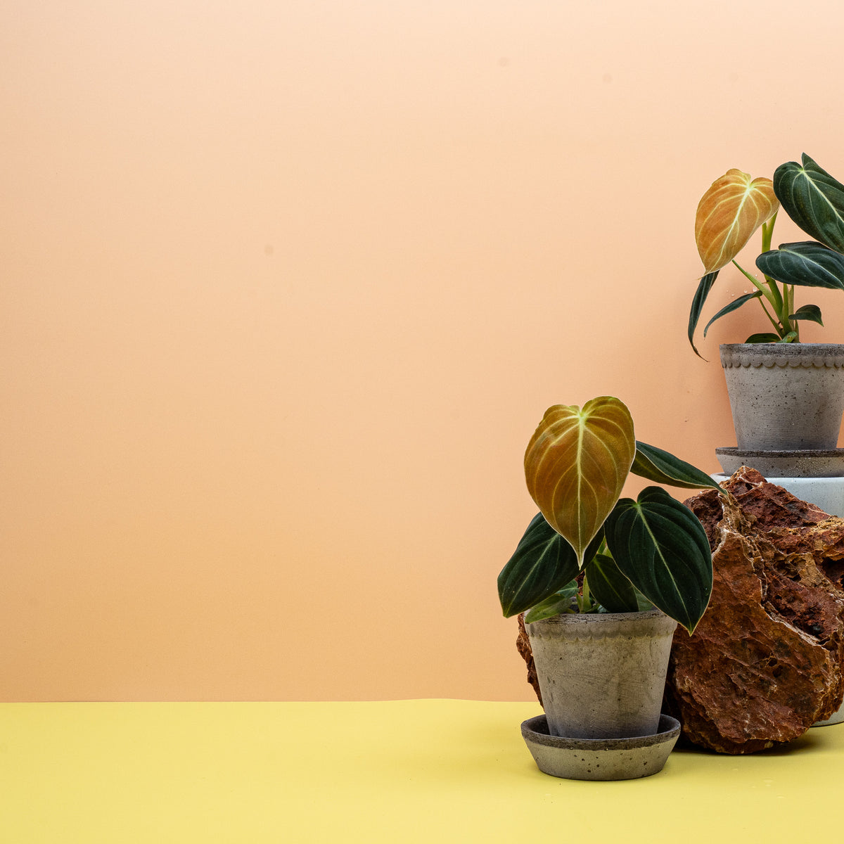 Philodendron Melanochrysum, helle Hauptadern auf dunklem Grund