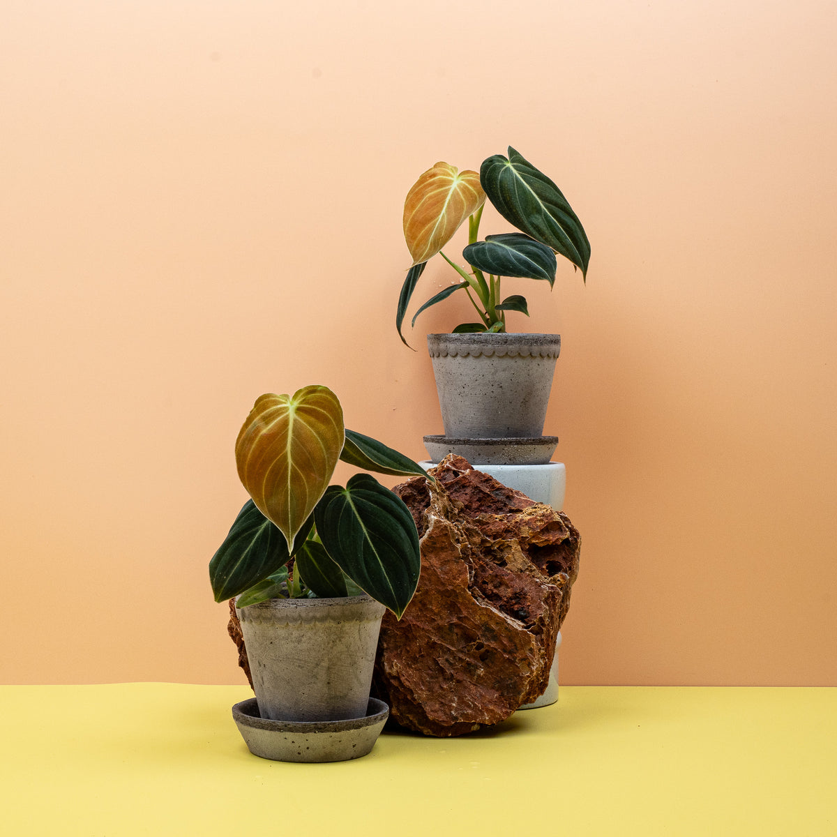 Philodendron melanochrysum – kletternde Aronstabpflanze aus Kolumbien