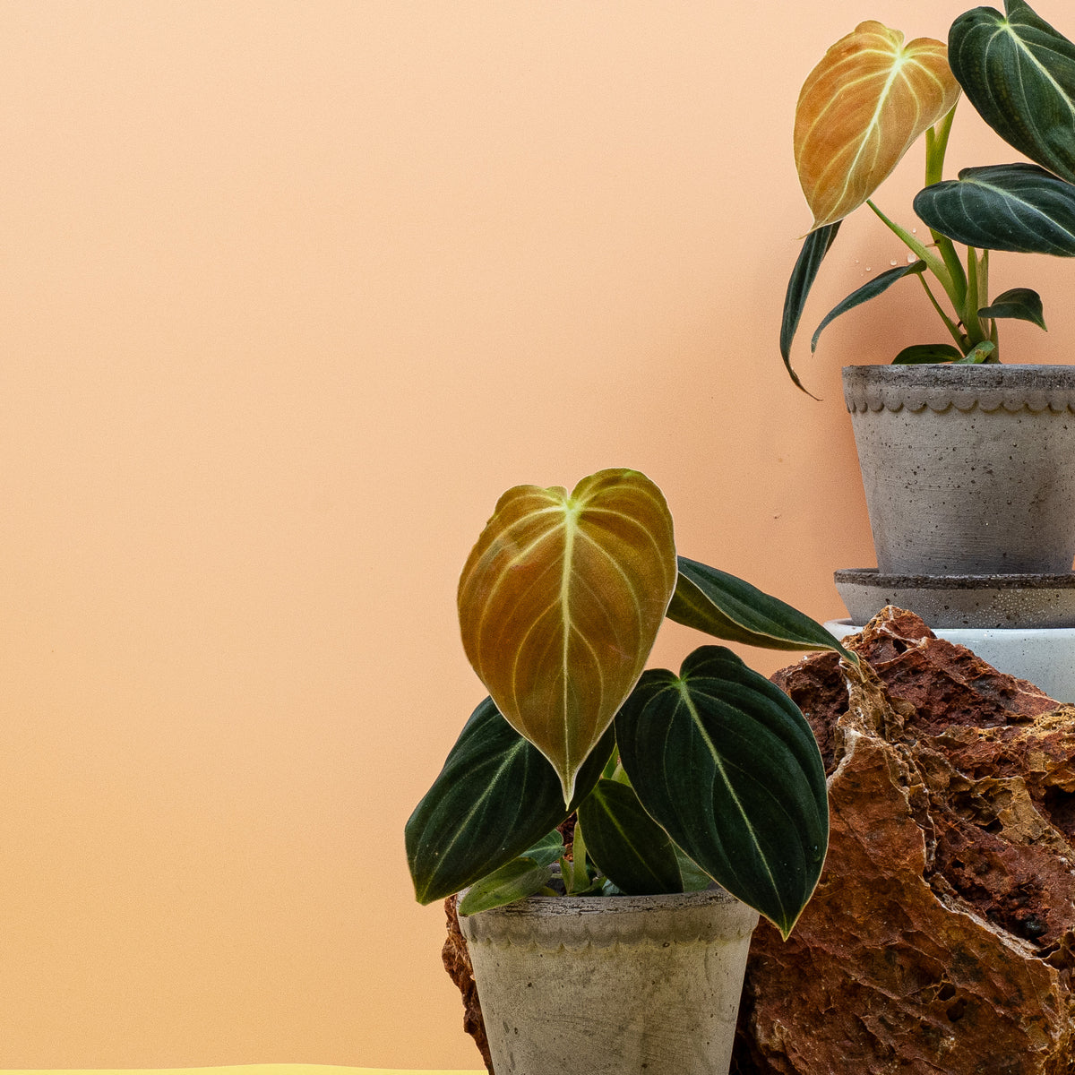 Philodendron Melanochrysum als Zimmerpflanze im Kulturtopf – potflourri