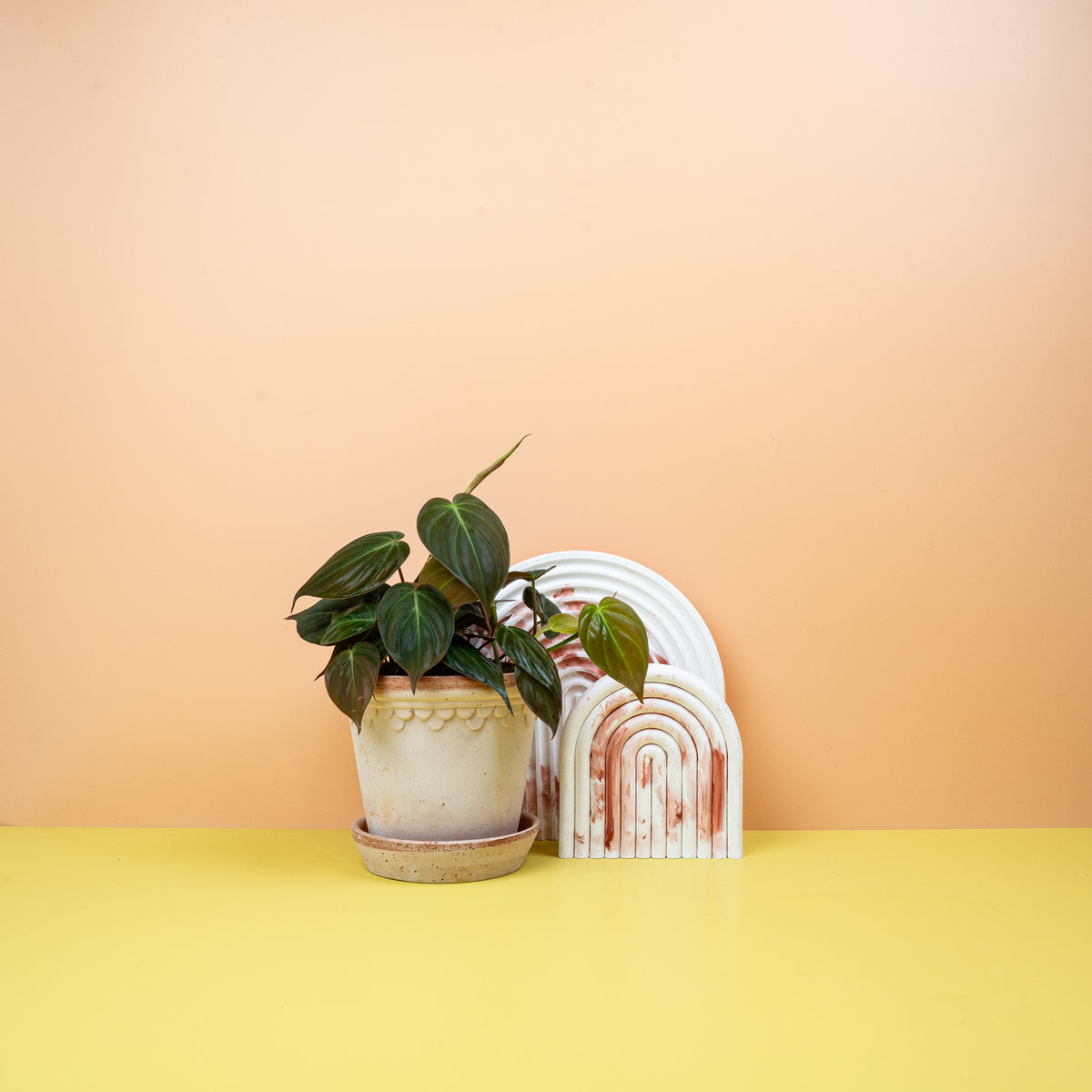 Philodendron Micans, samtig-weiche Blätter
