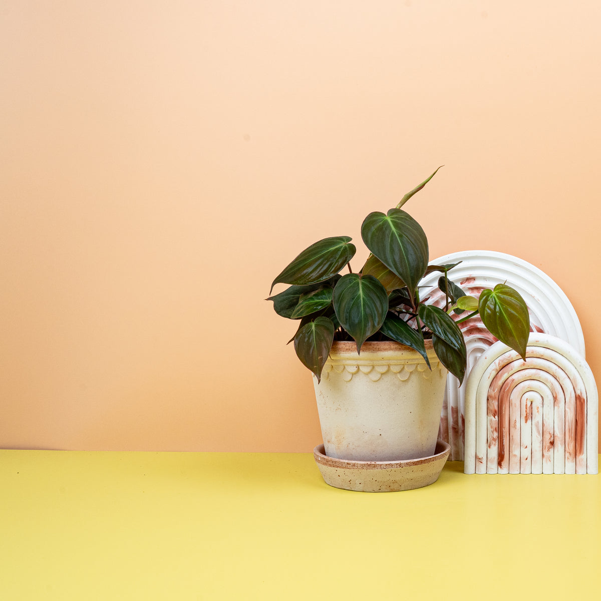 Philodendron Micans, hängend oder kletternd