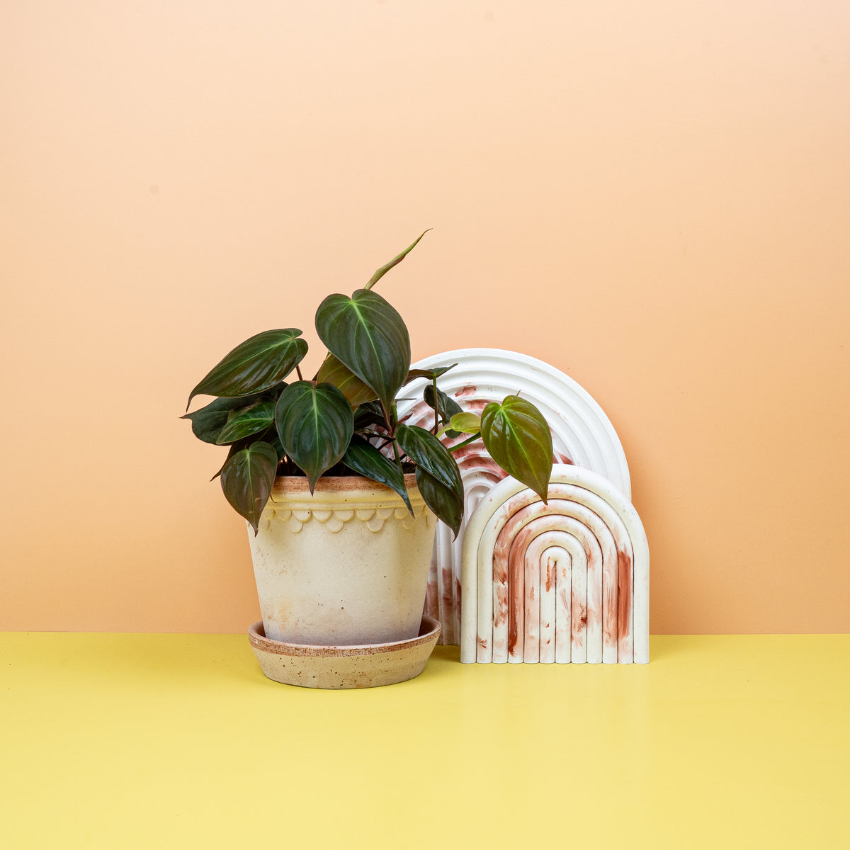 Philodendron Micans – Zimmerpflanze mit schimmerndem Blattwerk – potflourri