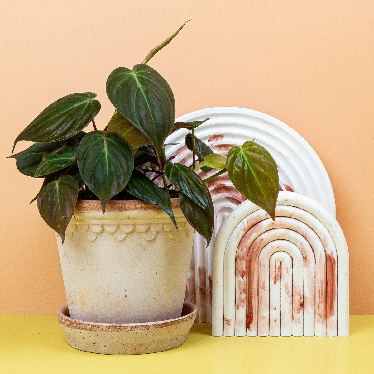 Philodendron Micans – herzförmige Blattform