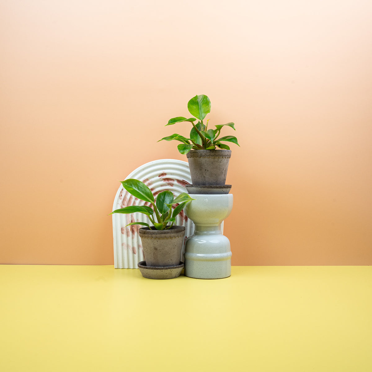 Philodendron Moonlight mit neongelbem Neuaustrieb