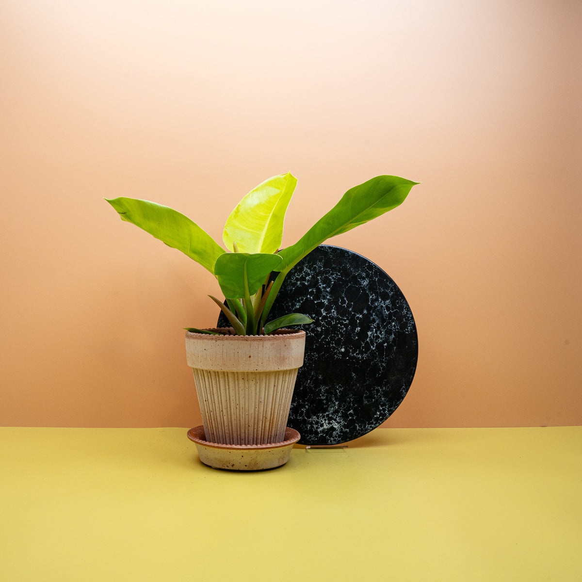 Philodendron Moonlight, länglich-herzförmige glänzende Blätter