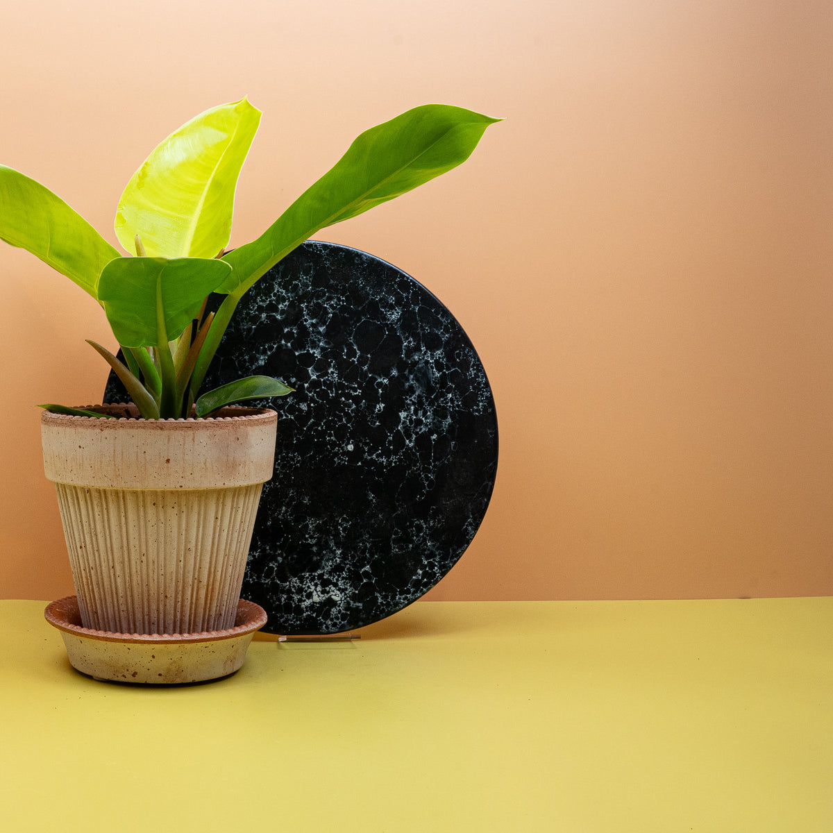Philodendron Moonlight, Farbverlauf von neongelb zu mittelgrün
