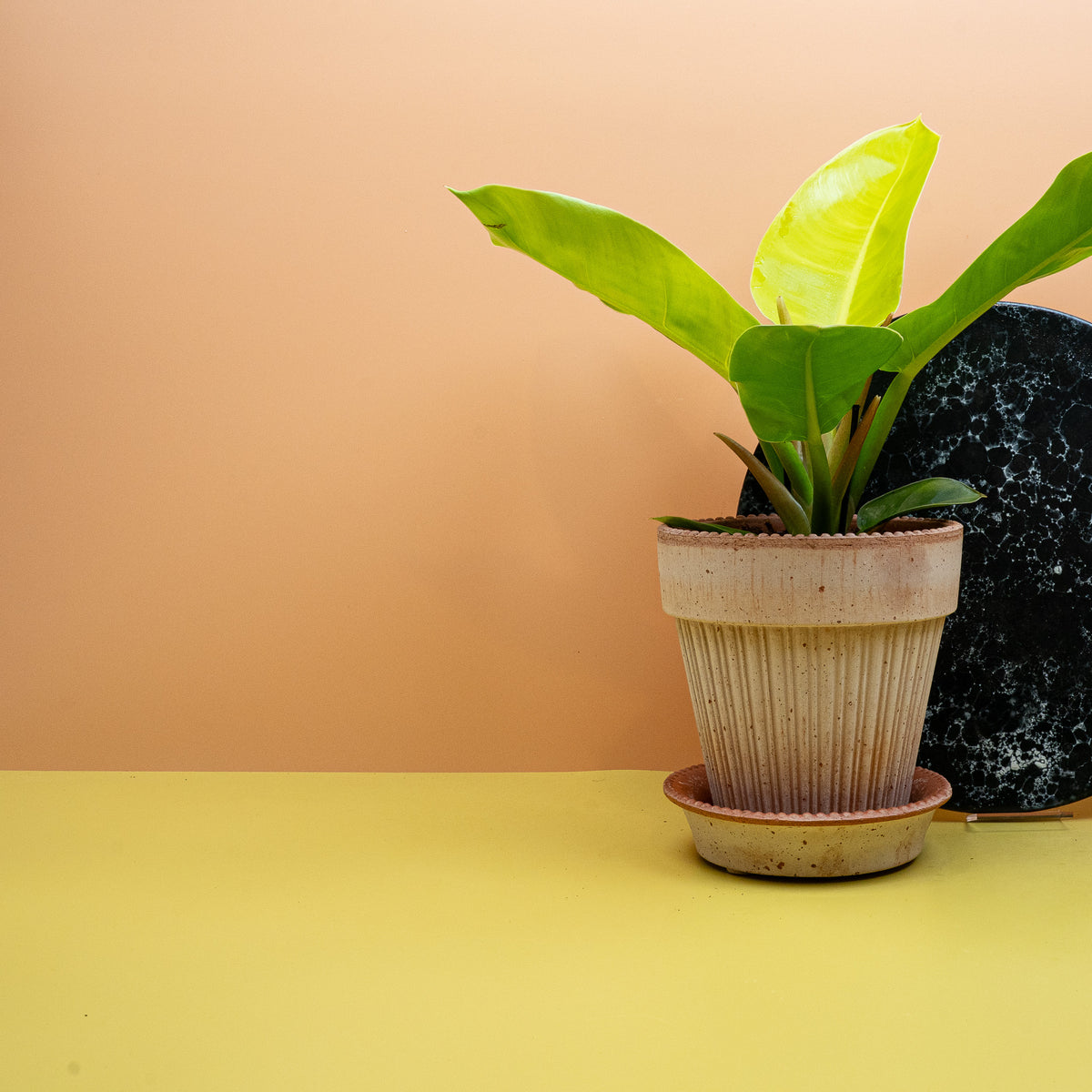 Philodendron Moonlight im Kulturtopf von potflourri