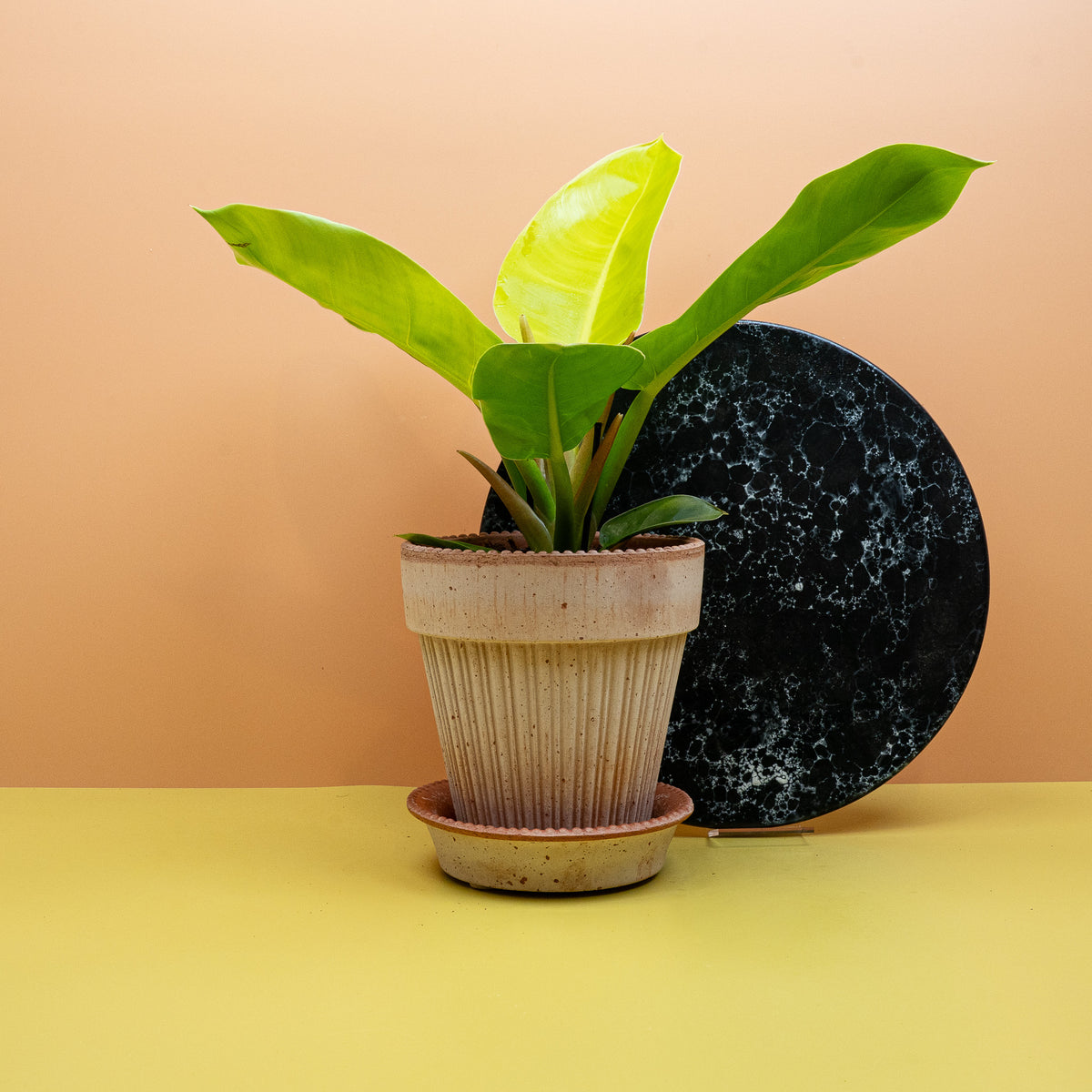 Philodendron Moonlight, buschiger selbsttragender Wuchs