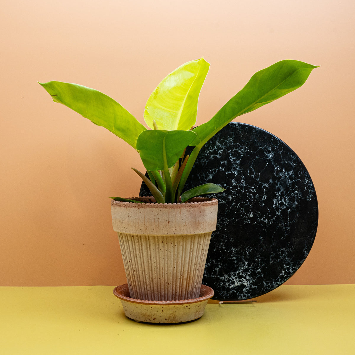 Philodendron Moonlight – Ansicht 11