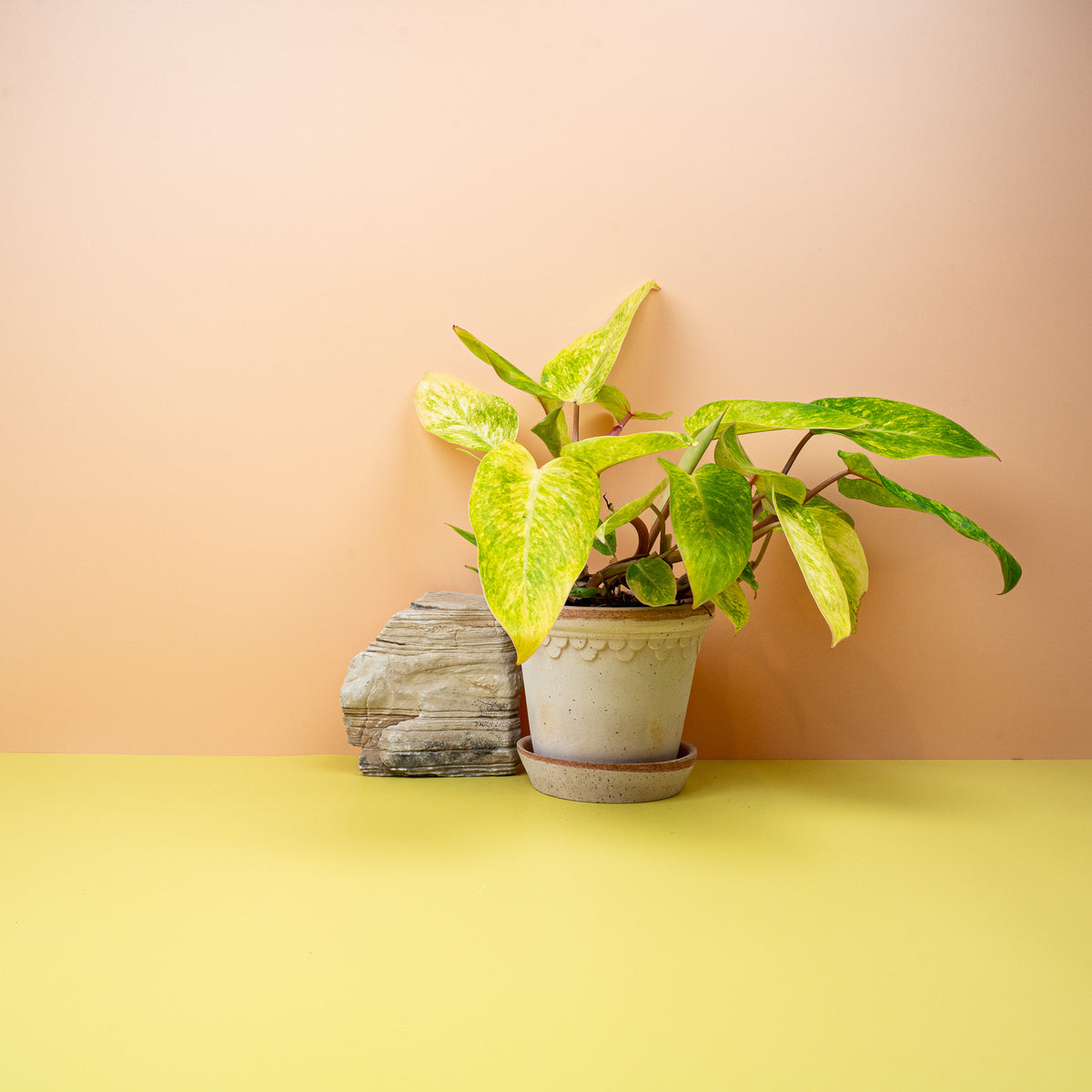 Philodendron Painted Lady – Zimmerpflanze mit Farbenspiel – potflourri
