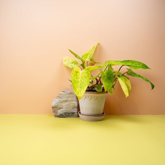 Philodendron Painted Lady – Zimmerpflanze mit Farbenspiel – potflourri