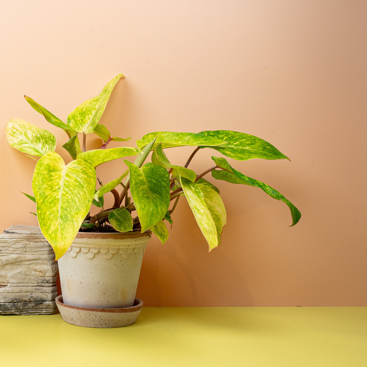 Philodendron Painted Lady, künstlerische Blattzeichnung