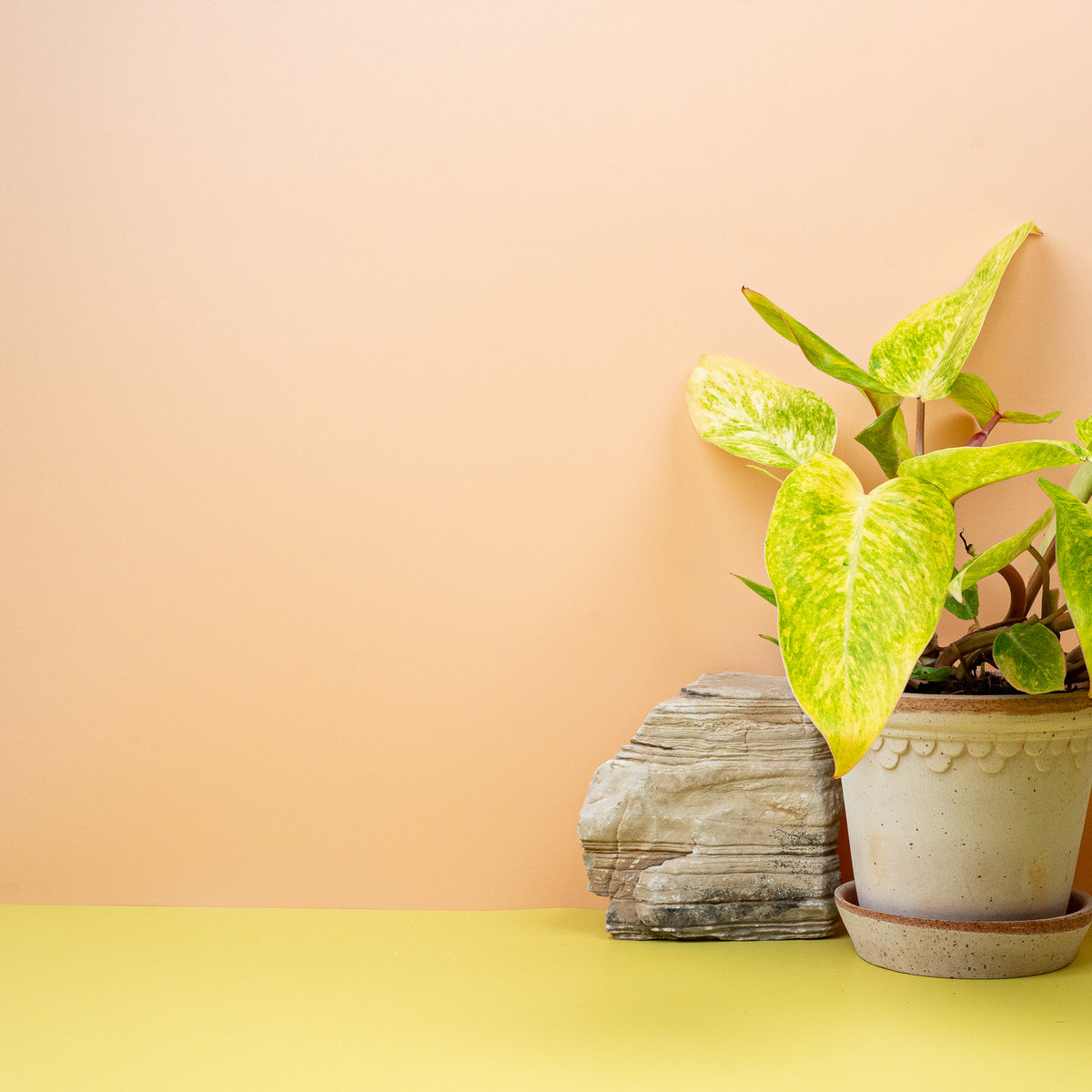Philodendron Painted Lady – Grüntöne mit zarten Pinselstrichen