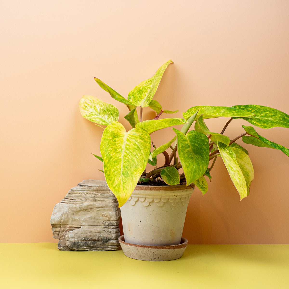 Philodendron Painted Lady, jedes Blatt ein Unikat