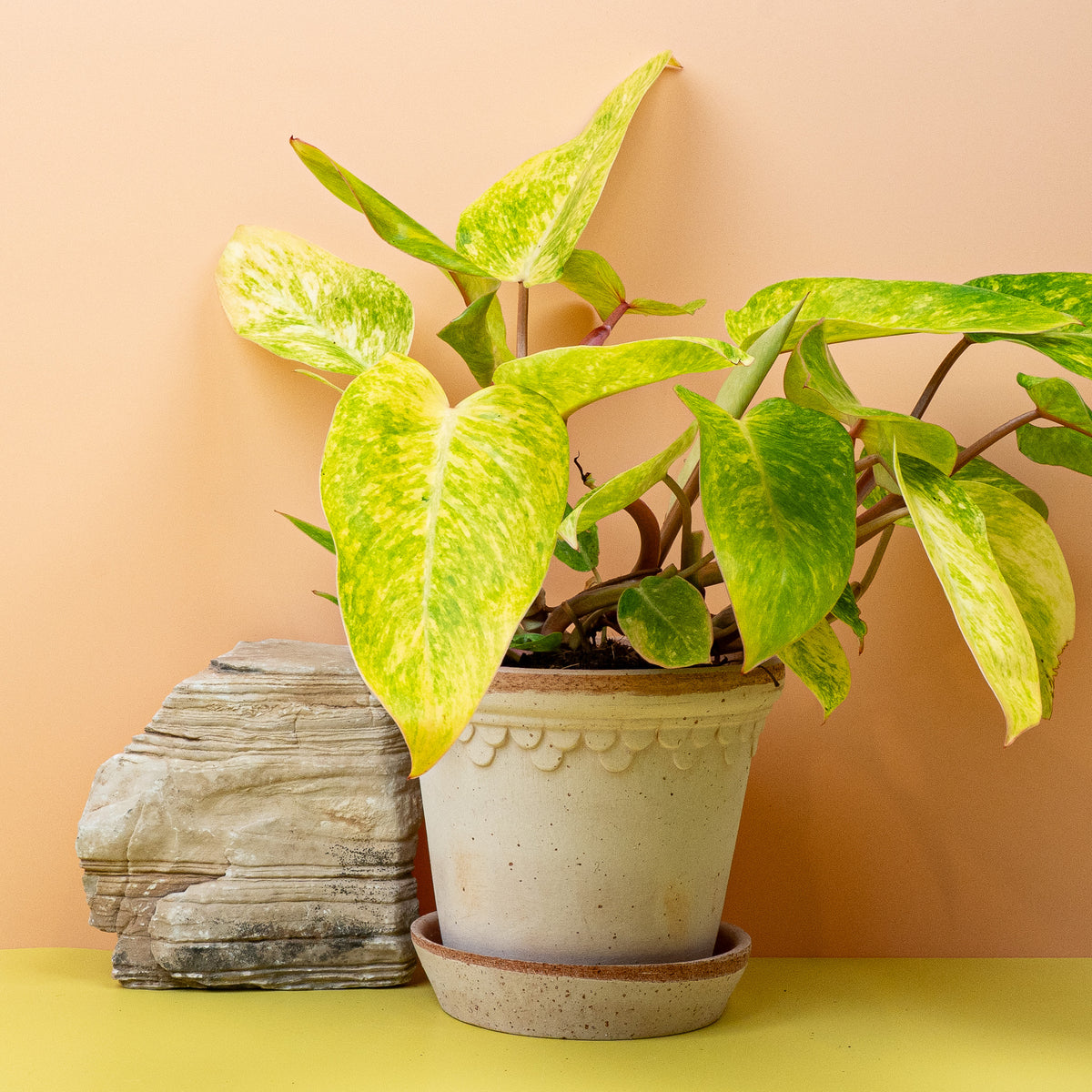 Philodendron Painted Lady – extravagante Erscheinung