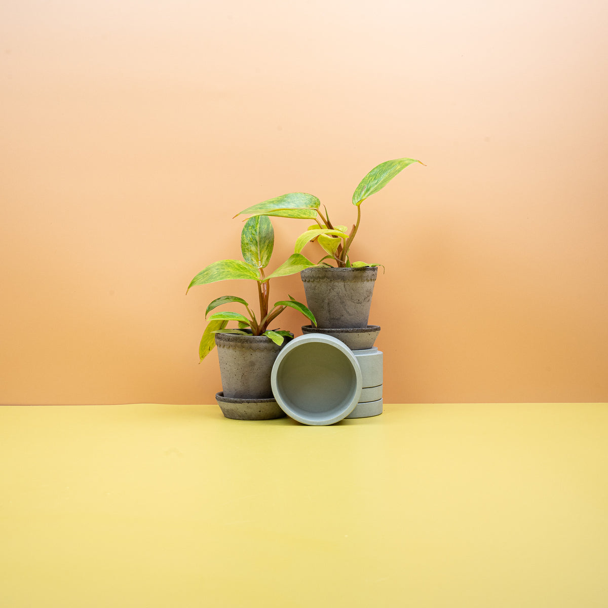 Philodendron Painted Lady – gelbgrünes Blatt mit dunkler Sprenkelung – potflourri