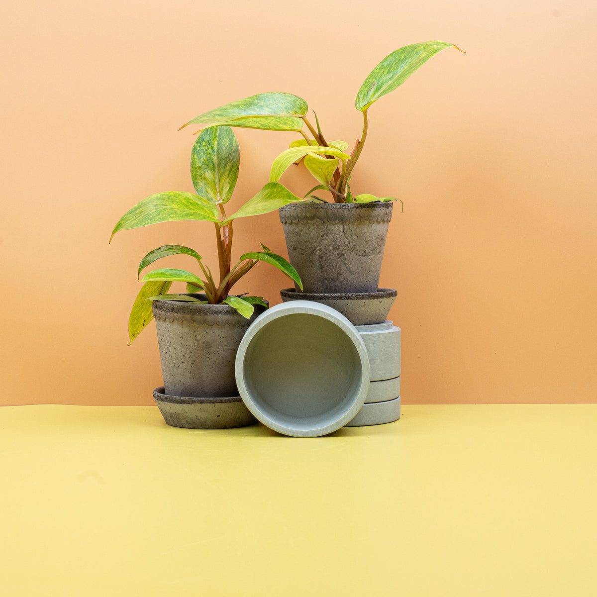 Philodendron Painted Lady – pink gefärbte Blattstiele – potflourri