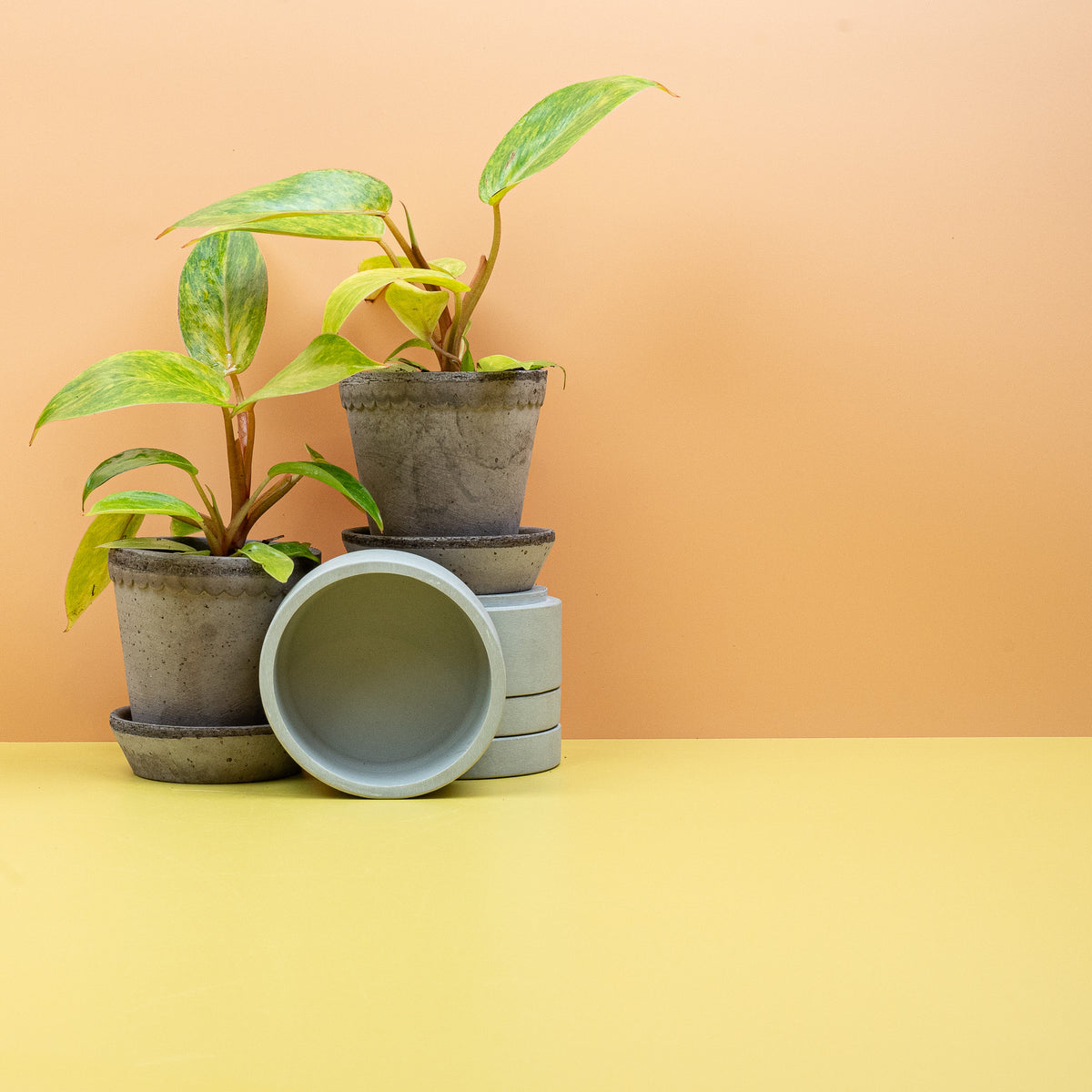 Philodendron Painted Lady – kletternde Zimmerpflanze an der Rankhilfe – potflourri