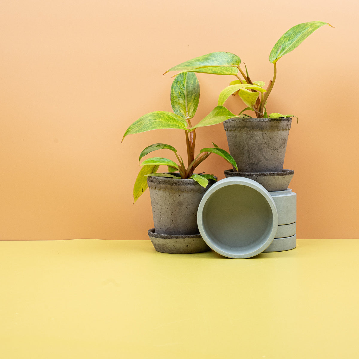 Philodendron Painted Lady – junger Austrieb in hellem Gelbgrün – potflourri