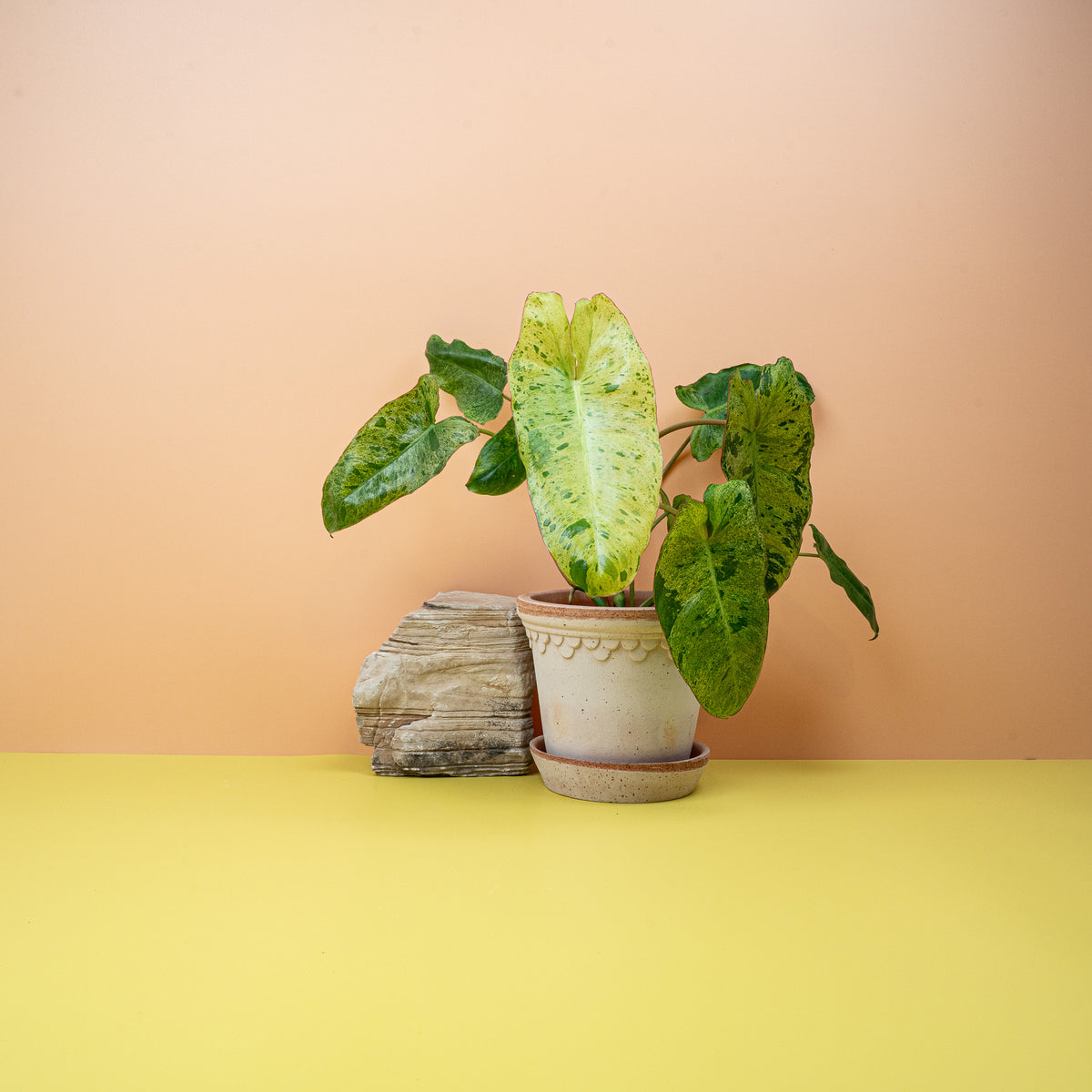 Philodendron Paraiso Verde – Zimmerpflanze mit Panaschierung – potflourri