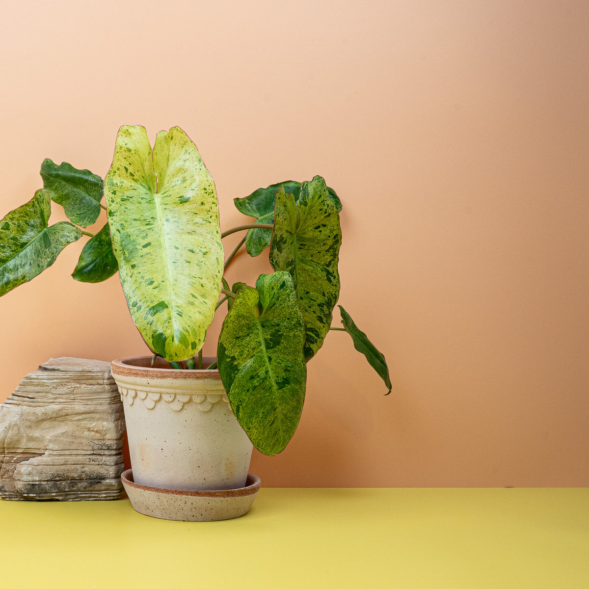 Philodendron Paraiso Verde, helle und dunkle Grüntöne