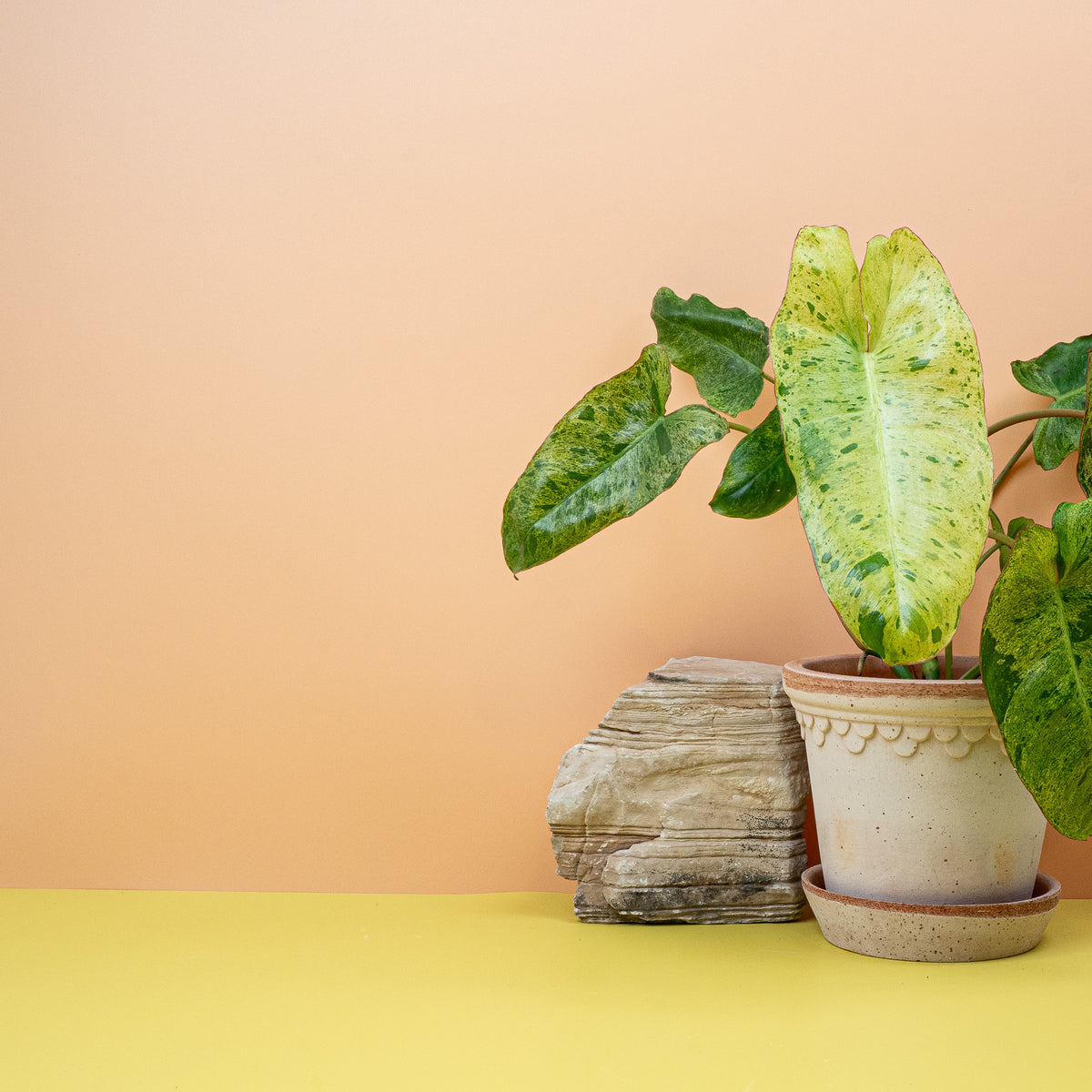 Philodendron Paraiso Verde – üppige Blätter