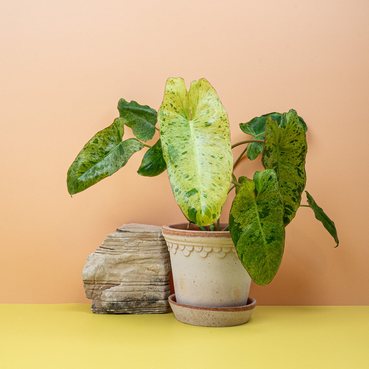 Philodendron Paraiso Verde, verspielte Musterung