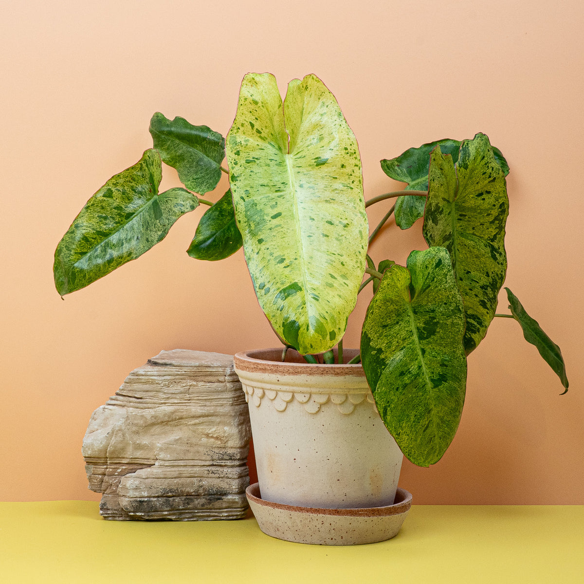 Philodendron Paraiso Verde – tropisches Paradies