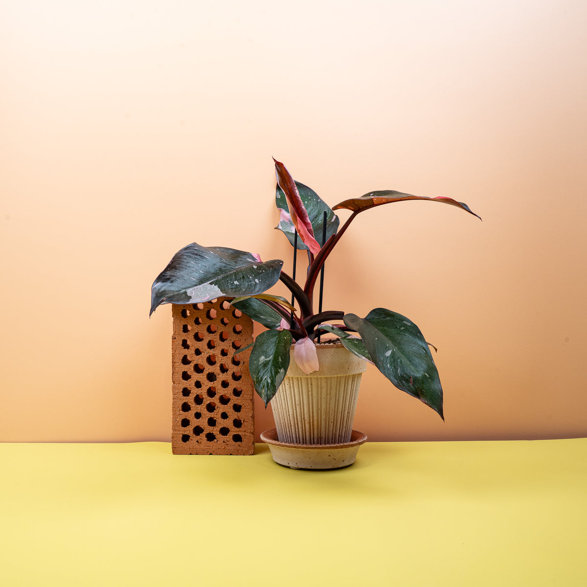 Philodendron Pink Princess – panaschierte Zimmerpflanze – potflourri
