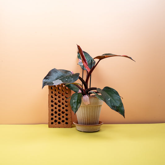 Philodendron Pink Princess – panaschierte Zimmerpflanze – potflourri