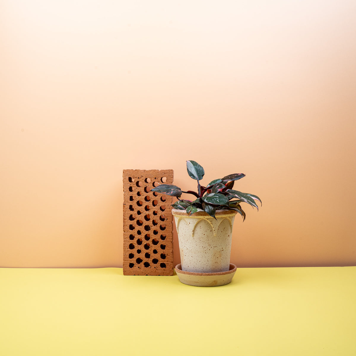 Philodendron Pink Princess – kontrastreiches Sammlerstück