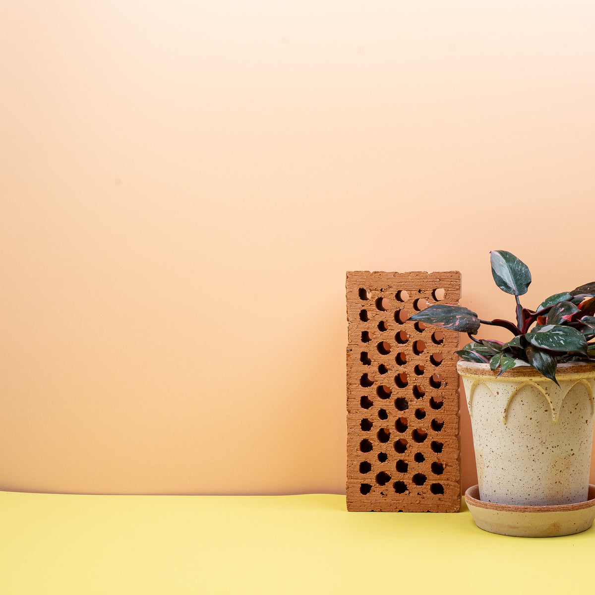 Philodendron Pink Princess, weinroter Blattstiel und Neuaustrieb