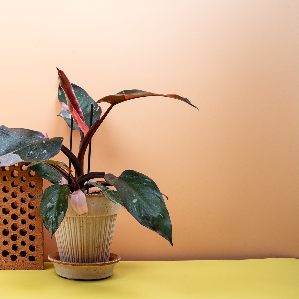 Philodendron Pink Princess mit dunklem Blattgrün und Pink-Anteilen